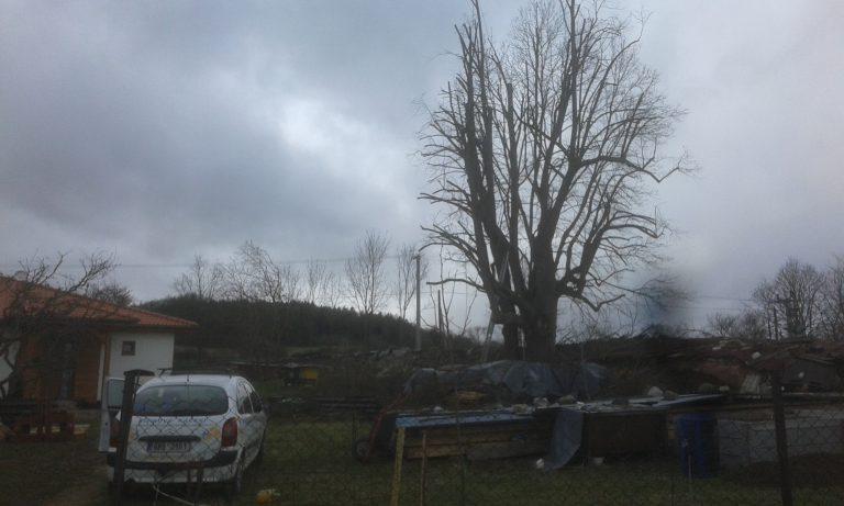 Redukce mohutné lípy
