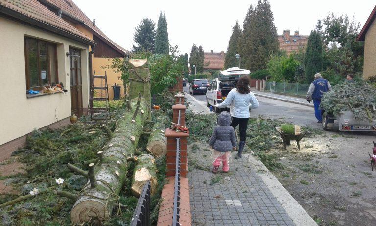 Postupné kácení smrku do omezeného prostoru za 5500 Kč