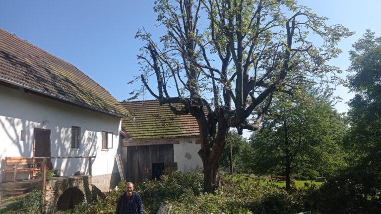 Redukce kaštanu u starého statku